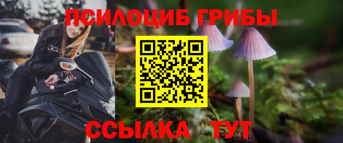 Псилоцибиновые грибы Psilocybe Сертолово